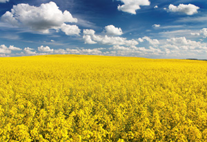 Vaste étendue de fleurs jaunes