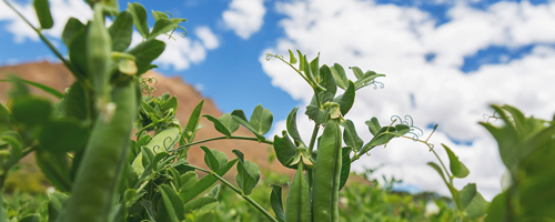 green peas in fields