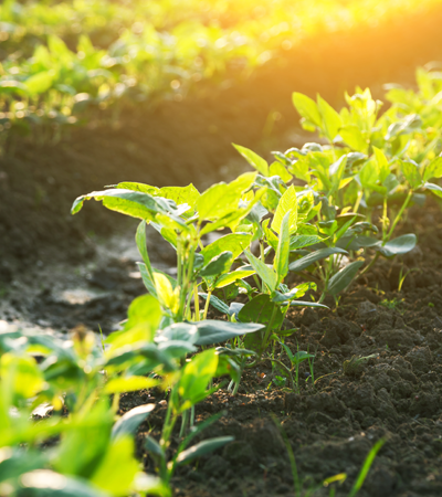 Manitoba aims to lead globally in plant-protein production