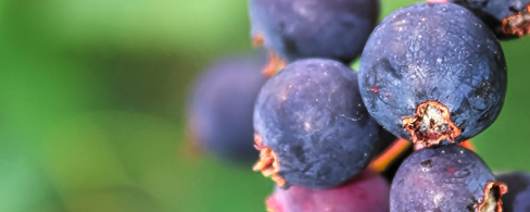 Traditional crops create new opportunities for rural producers